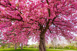 Marketingberatung für Deine starke Positionierung, Dein starkes Fundament versinnbildlicht durch einen blühenden Kirschbaum